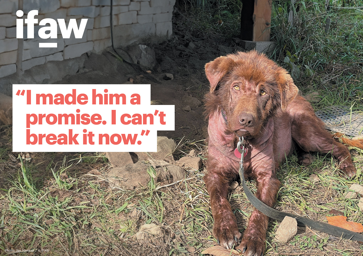 IFAW Mailing