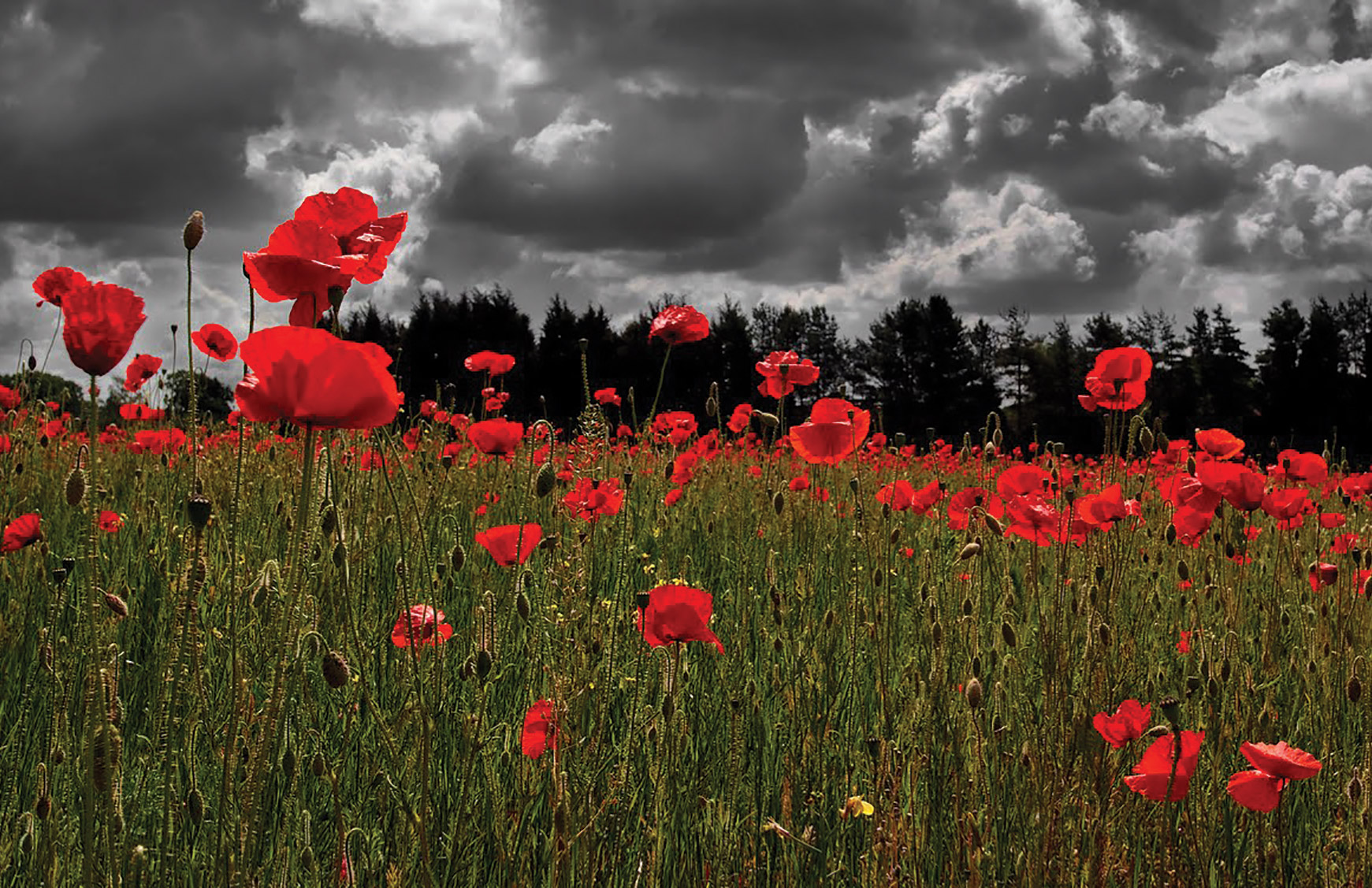 Poppyscotland